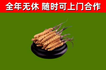 禹城回收冬虫夏草