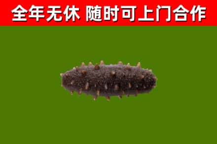 禹城回收海参干